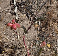 Astragalus douglasii parishii