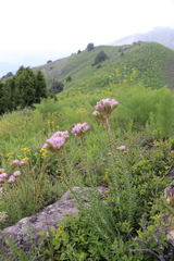 Pseudosedum longidentatum