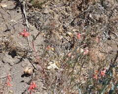 Astragalus douglasii parishii