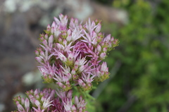 Pseudosedum longidentatum