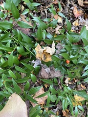 Danae racemosa
