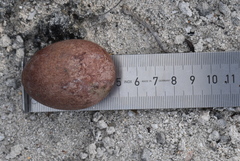 Phaethon lepturus catesbyi