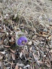 Pulsatilla ajanensis