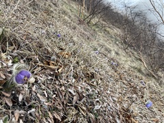 Pulsatilla ajanensis