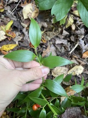 Danae racemosa