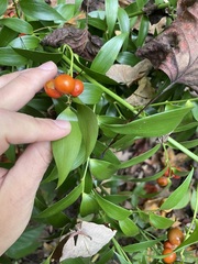 Danae racemosa