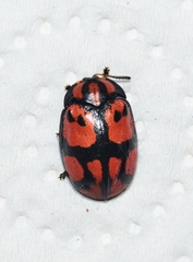 Ogdoecosta biannularis