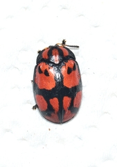 Ogdoecosta biannularis