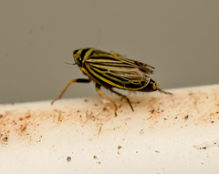 Amblysellus curtisii