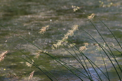Cyperus articulatus