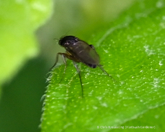 Metopininae