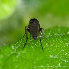 Metopininae