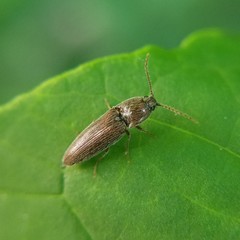 Melanotus americanus