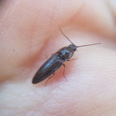 Melanotus americanus