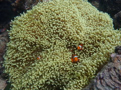 Amphiprion percula