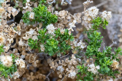 Ericameria cuneata cuneata