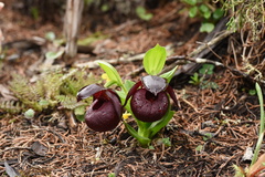 Cypripedium tibeticum