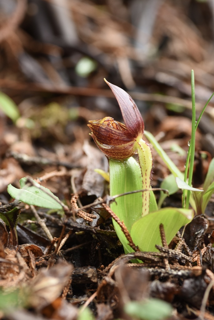 Cypripedium bardolphianum W.W.Sm. & Farrer