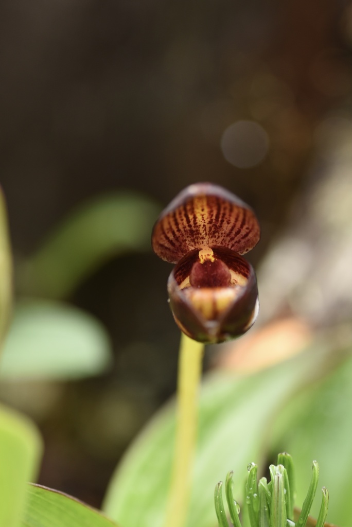 Cypripedium bardolphianum W.W.Sm. & Farrer 2
