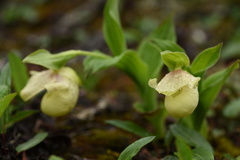 Cypripedium flavum