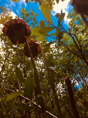 Sarracenia