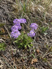 Primula mazurenkoae