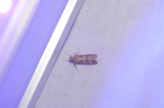 Dichomeris delotella