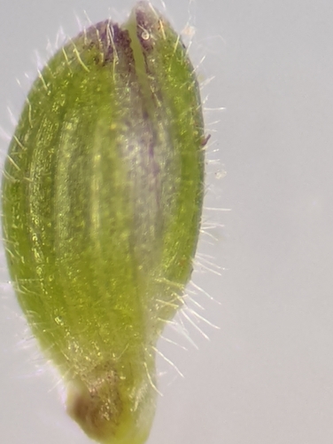 Image of Dichanthelium lindheimeri by (c) Alison Northup, some rights reserved (CC BY)