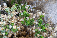 Ericameria cuneata cuneata