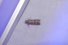 Dichomeris delotella