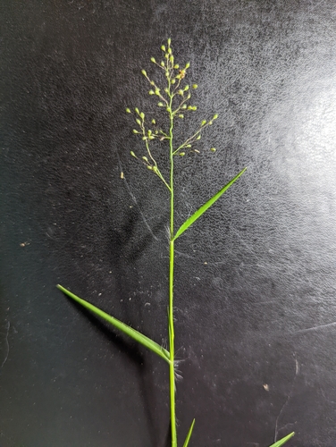 Image of Lindheimer's Panicgrass (Dichanthelium lindheimeri) by (c) Alison Northup, some rights reserved (CC BY)