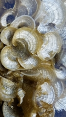 Padina pavonica