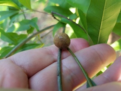 Amphibolips melanocera