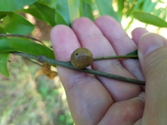Amphibolips melanocera