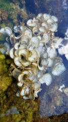 Padina pavonica