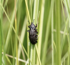 Sphenophorus australis