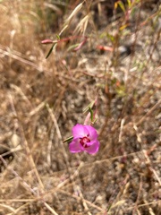 Clarkia franciscana