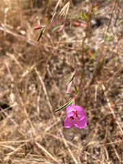 Clarkia franciscana