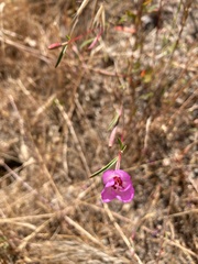 Clarkia franciscana