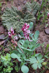 Corydalis ledebouriana