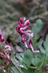 Corydalis ledebouriana