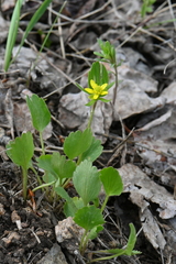 Ranunculus inamoenus