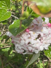 Viburnum × burkwoodii