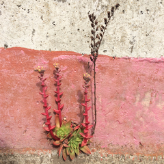 Dudleya farinosa