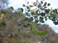 Microlobius foetidus
