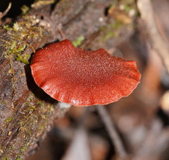 Tubaria rufofulva