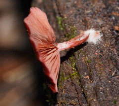 Tubaria rufofulva