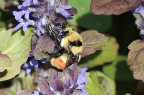 Hunt's bumble bee