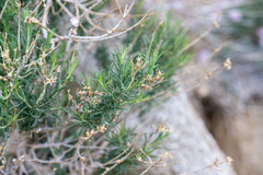 Ericameria parryi