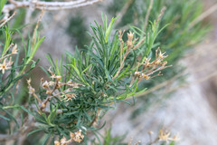 Ericameria parryi